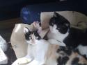 mis gatos